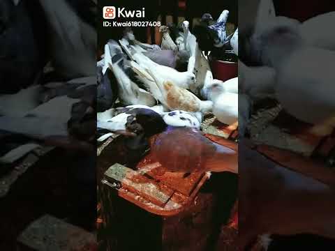 لما شفت الغل علي الوشوش 