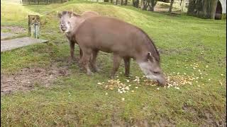 Brazilian Tapirs at Linton Zoo Tiana and Thiago meet for the first time.  Dec 2012.MOV