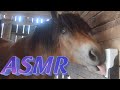 ASMR Horses licking on a salt lick stone