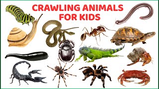 Crawling Animals for Kids with Real Pictures & Videos | Learn Bugs & Reptiles 🕷️