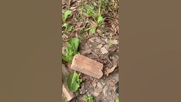 Con rắn ko kịp chạy #snake #рысь #animals #kingkobra #kingcobra #43