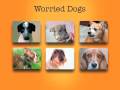 Zoom Room Guide to Dog Body Language Zoom Room Guide to Dog Body Language