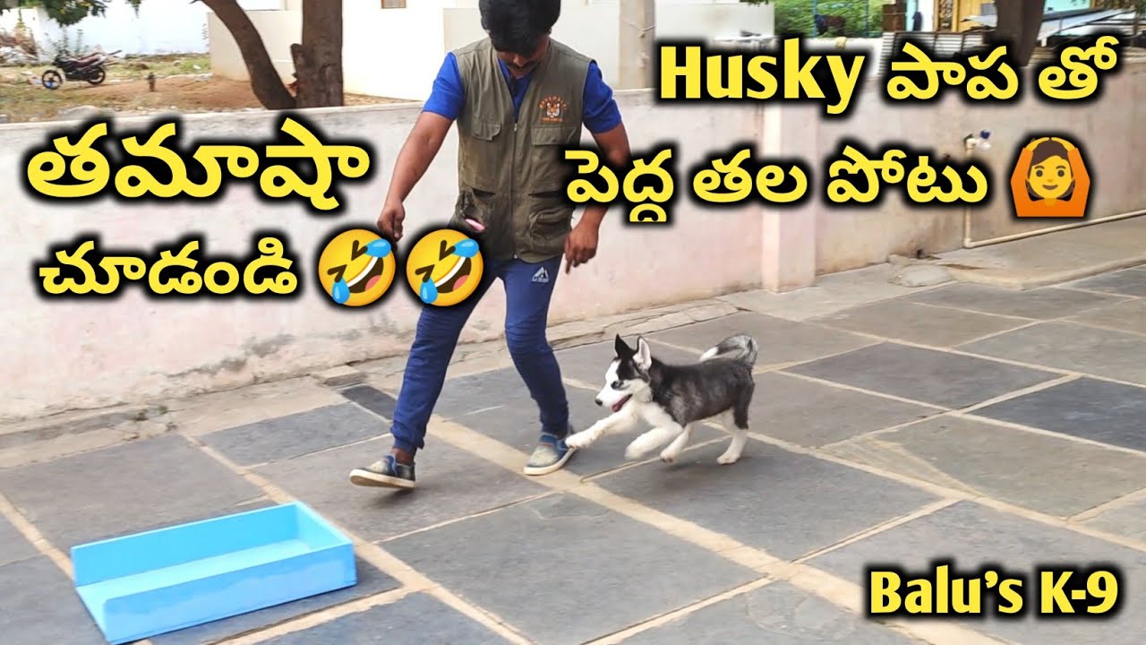 దేవుడా! ఈ Husky Puppy కి training పెద్ద తల పోటు 🙆 | అల్లరి Husky పాప 