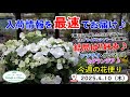 今週の花便り #127 【2025.4.10】結局は自分の好み♪ アジサイが沢山入荷♪ アメニモマケズ元気にお届け♪ 【入荷情報を最速でお届け!!】
