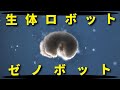 生体ロボット『ゼノボット』について