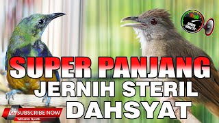 CUCAK CUNGKOK ISIAN VS KAPAS TEMBAK GACOR PANJANG JERNIH SPEED RAPAT BAIK UNTUK MASTERAN MURAI BATU