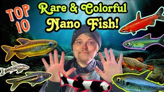 Top 10 Rare & Colorful Nano Fish That Are Often Forgotten.