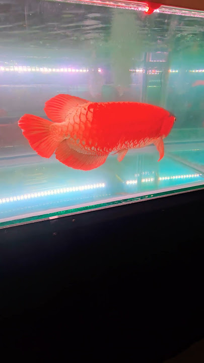 Ikan arwana super red harga ratusan juta