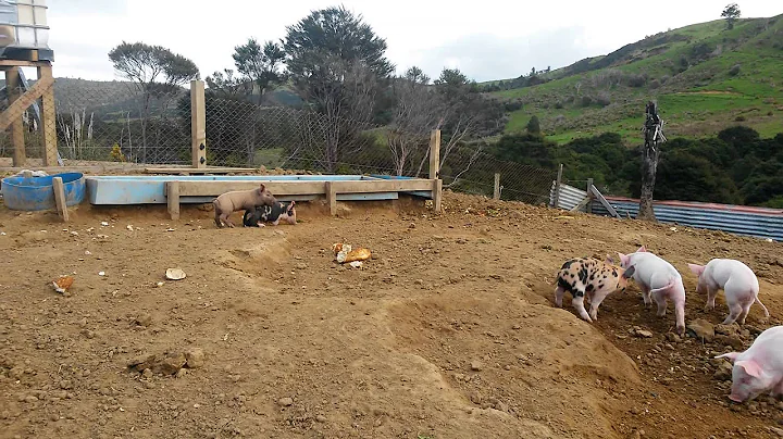 Piglets eating and playing