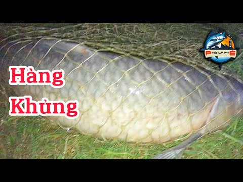 Video Câu lục l buổi câu trắm đen khủng với thính mùa đông... - youtube