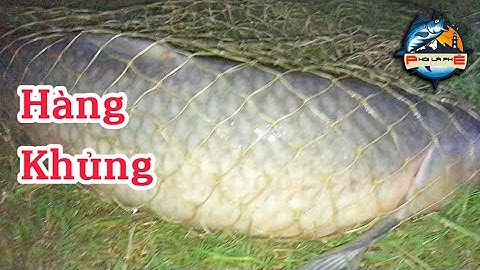 Câu lục l buổi câu trắm đen khủng với thính mùa đông phủi 2. Đẹp trai nhất hồ