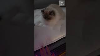 ASMR Helix Sleep 😴 Best Mattress 2026 (Cat Approved Cozy)