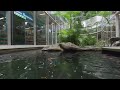 Amazing Colorful Fish in Pond , VR 180 3D in 4K