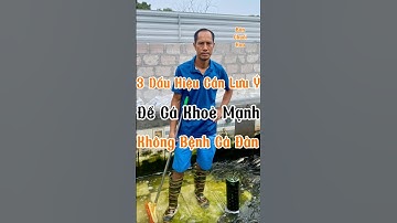 Nuôi cá chuối hoa: Nếu không để ý 3 dấu hiệu này, cá dễ bệnh hàng loạt! #xuhuongyoutube #fish #koi