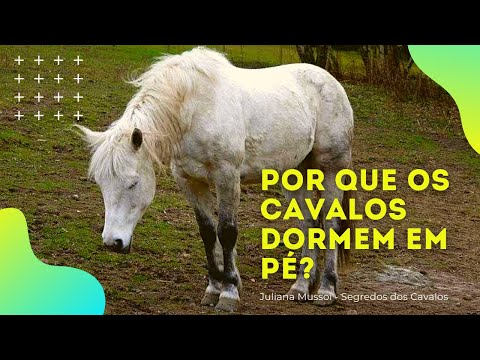 Vídeo: Deixe Os Cavalos Adormecidos Deitarem