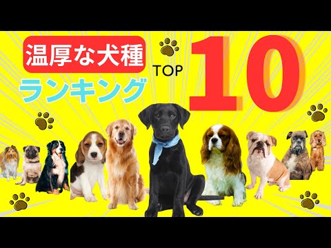 穏やかな犬種14選｜迎える前に知っておきたい真実と誤解
