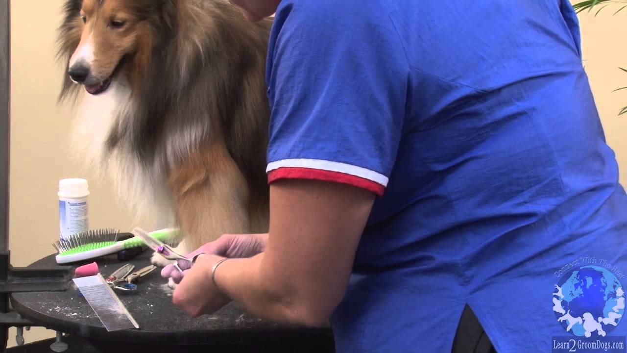 How to Prepare a Shetland Sheepdog for the Conformation Show Ring with Michell Evans - ICMG, NCMG