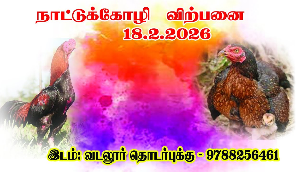 Куры, которых я выращиваю, выставлены на продажу 18.02.2026.