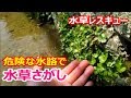 水草レスキュー！ ビオトープの水草探し☆ 謎の水草や綺麗な植物、苔を泥上げ直前の水路から採取♪