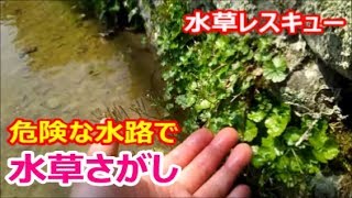 水草レスキュー！ ビオトープの水草探し☆ 謎の水草や綺麗な植物、苔を泥上げ直前の水路から採取♪