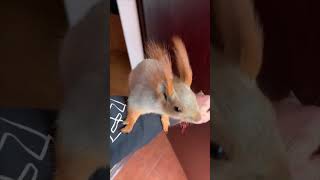 Man Takes His Pet Squirrel Out for a Walk