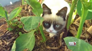 Famous Grumpy cat Wealth