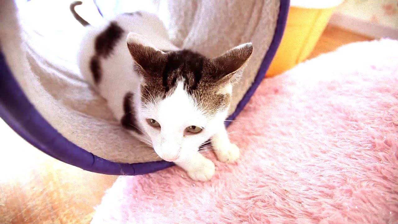  Okinawa  s Cat  Cafe  YouTube