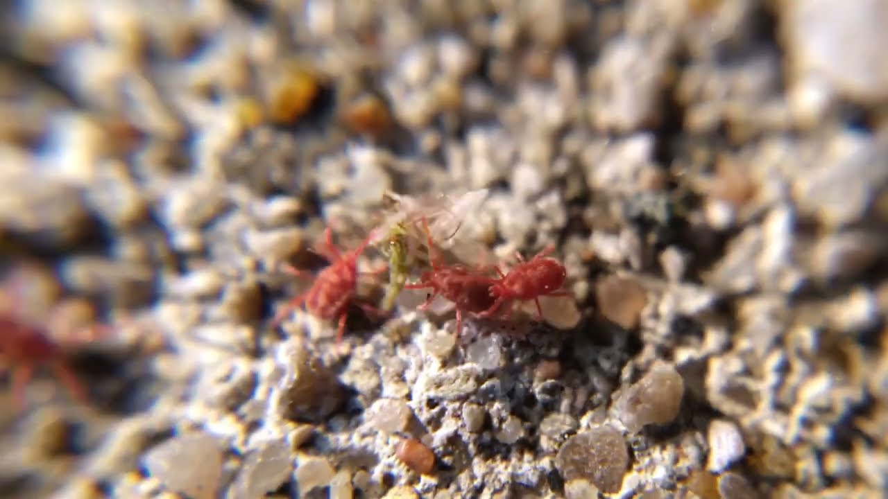 Sidewalk mite (Balaustium) feeding vignette