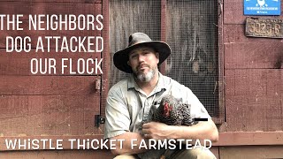 Neighbors DOG Attacked our Chicken!