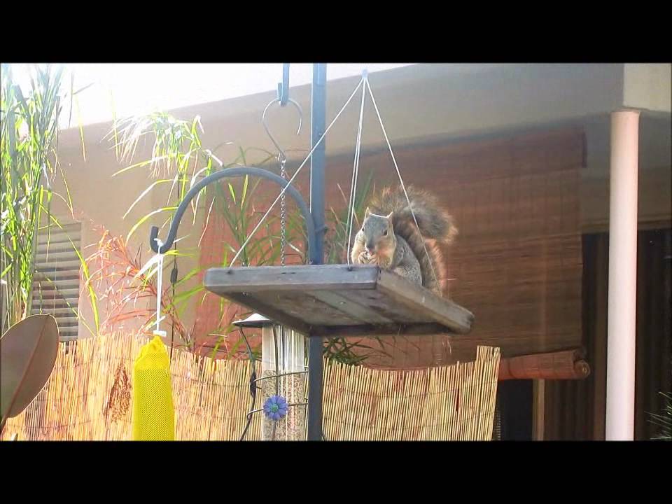 Squirrel Feeder Do It Yourself Youtube