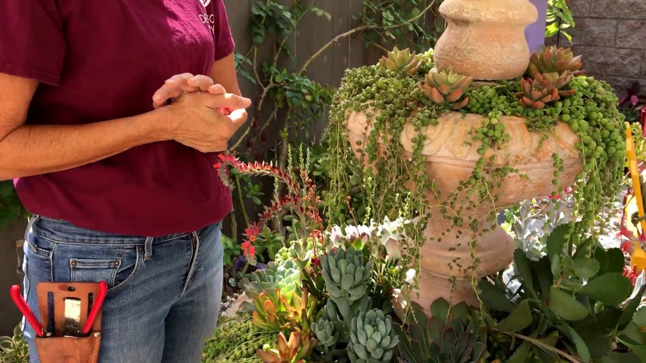 Succulent Fountain Check-up