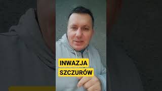 Szczury w piwnicy . Jak złapać szczura #shorts