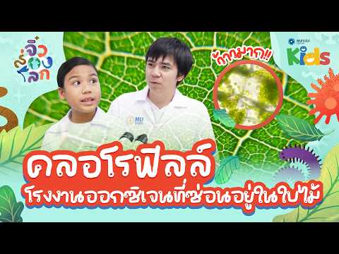 🔬 ส่องกล้องจุลทรรศน์ดู "คลอโรฟิลล์" โรงงานออกซิเจนที่ซ่อนอยู่ในใบไม้ 🌿 | จิ๋วส่องโลก