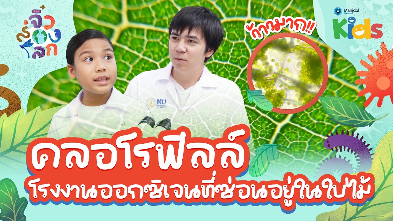 🔬 ส่องกล้องจุลทรรศน์ดู "คลอโรฟิลล์" โรงงานออกซิเจนที่ซ่อนอยู่ในใบไม้ 🌿 | จิ๋วส่องโลก