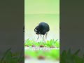 #pop