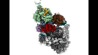 Pol II-TC-NER-STK19 complex