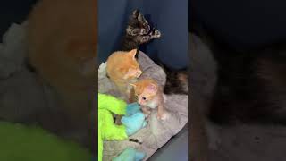 #straycat #feralcat #adoptstrays #rescuecat @uncgotthakitties