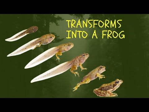 How a Tadpole Transforms Into A Frog