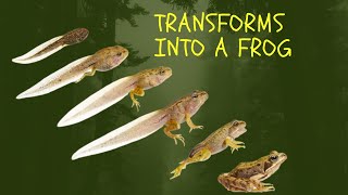 How a Tadpole Transforms Into A Frog