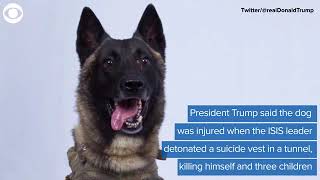 Hero Dog Injured In Raid On Isis Leader