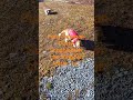 My #cat loves to dig in the mud!My furry foreman was trying to pop air bubbles...lol!