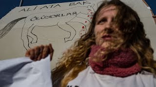 İbb Önünde Fayton Protestosu Hayvanseverler Çadır Kurdu