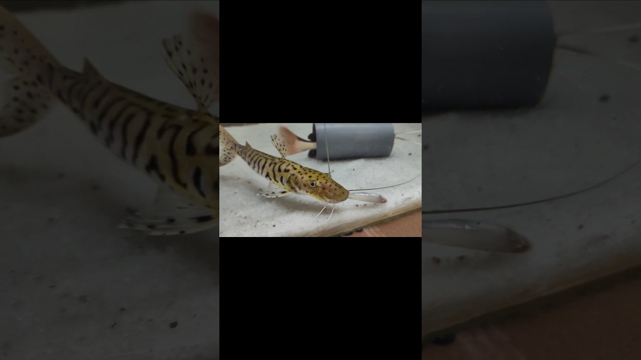 Tiger Shovelnose Catfish | Monster Fish | Eating | Small Fish |
