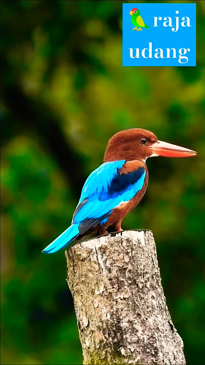 Burung pekaka belukar. Raja udang. White-throated kingfisher, birds of Malaysia #birdwatching