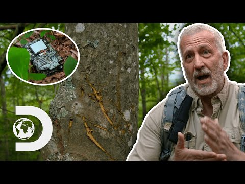 Bigfoot Destroys Hunters Camera Equipment! I Expedition Bigfoot