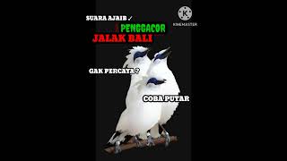 Download Lagu #viral SUARA AJAIB ✓Penggacor JALAK BALI #jalak #jalakbali #shorts #berandaatas #berandayoutube MP3