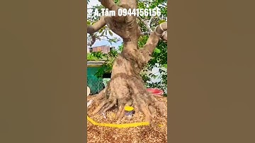 Siêu phẩm Mai vàng bông đẹp, xù thành phẩm gặp A Tâm 0944156156