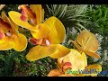 Shopwildthings yellow orchids for designing tropical hawaiian style centerpieces floral designs