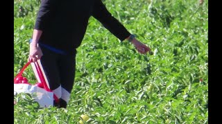 When Farmer Sell By A Bushel Or A Bag.