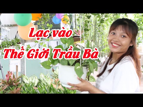 Video Lạc Vào Thế Giới Cây Trầu Bà - Khách hàng bối rối vì... - youtube